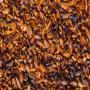 Coques de Cacao- 500 tonnes USD 370/TN