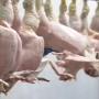 export of frozen chickens 