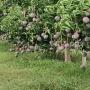 produisez vos mangues 