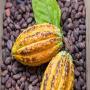exportateur de cacao d’équateur – recherche a