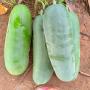 concombre très très bio