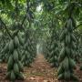 recherche de fournisseurs cacao café et hévéa