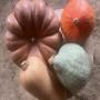vente courges musquées <b>butternuts</b> potimarrons