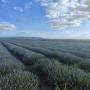 lavender oil from bulgaria 