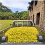 ylang ylang oil