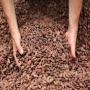 recherche fournisseurs de cacao