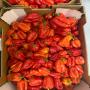 piment fort marocain a vendre