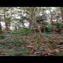 vente de bois de teck
