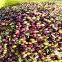 vente d'huile d'olive extra vierge et dattes