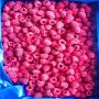 framboise surgelées du maroc 90/10