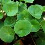 recherche fournisseur – centella asiatica bio