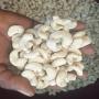 cashews noix de cajou 