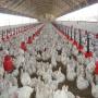 aviculture industriel (poulets de chair/œufs