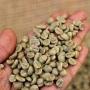 arabica and robusta coffee beans green coff