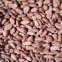 offre – fèves de cacao – côte d’ivoire