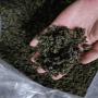 grossiste tisane thé jiaogulan gynostemma