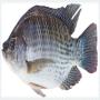 poissons tilapia