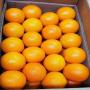 oranges direct producteur maroc 