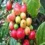 nous investirons dans vos projet agricoles