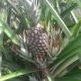 ananas pain de sucre igp — bénin — avion