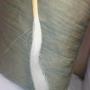 fibre de sisal naturelle de tanzanie