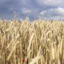 <b>céréales</b> <b>farine</b> gruaux.