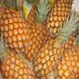 ananas pain du sucre 