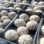 melon de la tunisie 