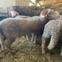 agneau pour l'aïd