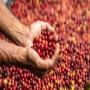 investissement dans vos projet agricole 
