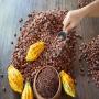 achat et import/export de fève de cacao 