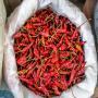 piment cayenne ( bec d’oiseau )