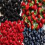 fruits rouges framboises myrtilles et mûres