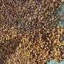 café robusta de madagascar – qualité supérieu