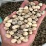 graines et poudre de baobab de madagascar 