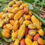 vente et import/export de fève de cacao 
