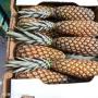 ananas pain de sucre 