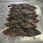 tilapia frais maquereau frais chinchard frais
