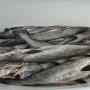 loup de mer <b>frais</b>