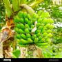 l'ananas et bananes 