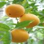 Mangue, orange, citron, concombre, bananes 
