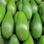 avocat pomme carottes 