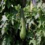 luffa