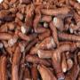 manioc