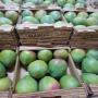 <b>mangues</b> kent fraiches disponibles pour vous