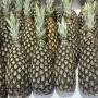 <b>ananas</b> pain de sucre