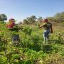 moringa 
