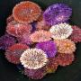 sea urchin/algae