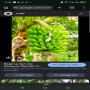 banane plantain 