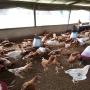 porc poulet et quabrille 